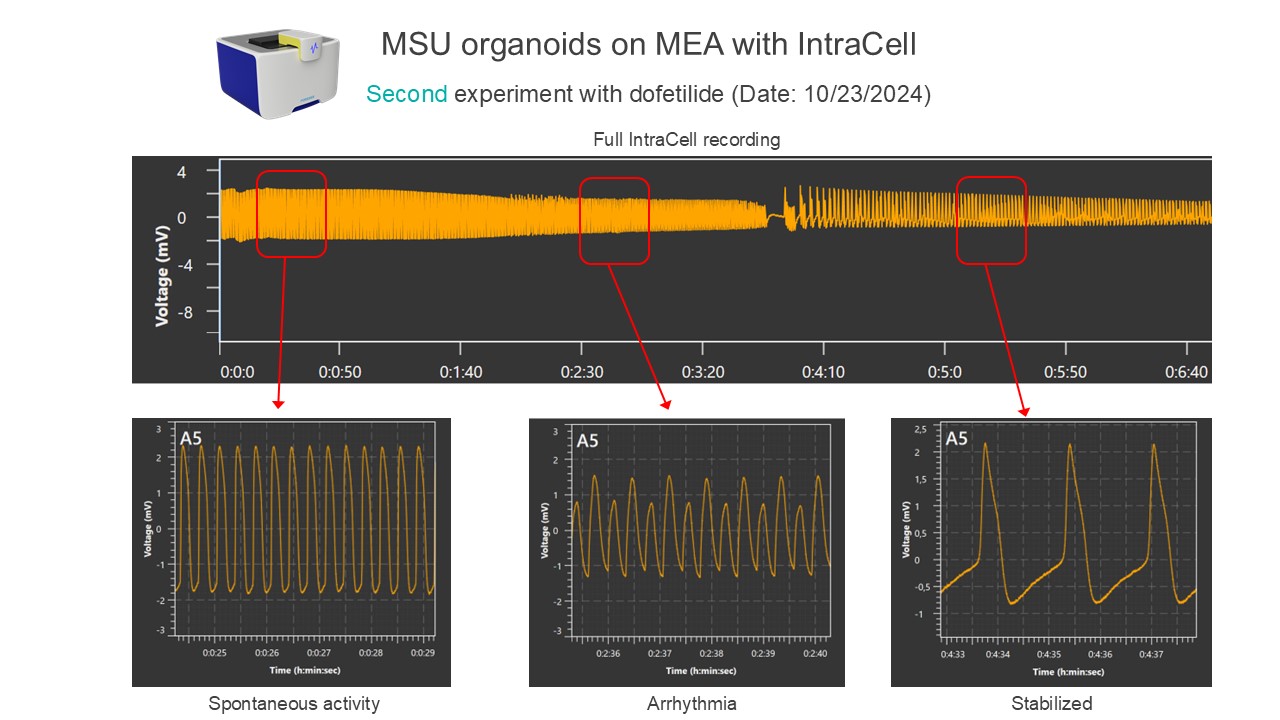 Data from IntraCell with multielectrode array (MEA) system collected at MSU