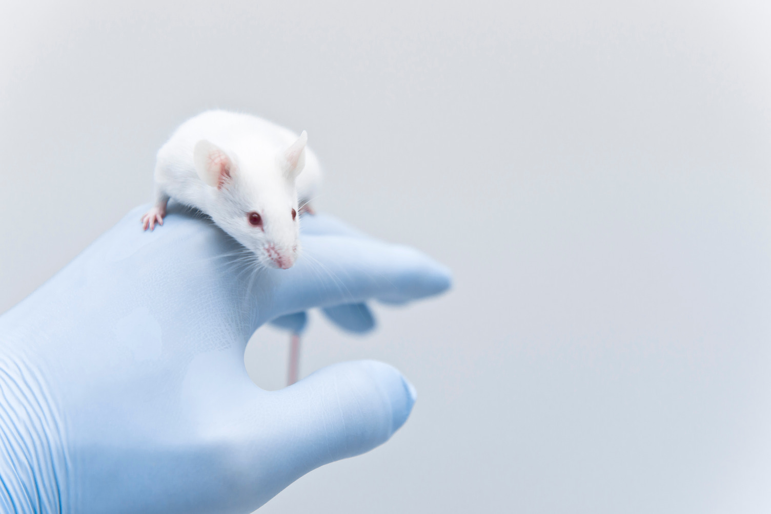 Mouse - DSI Telemetry and Organoid Research