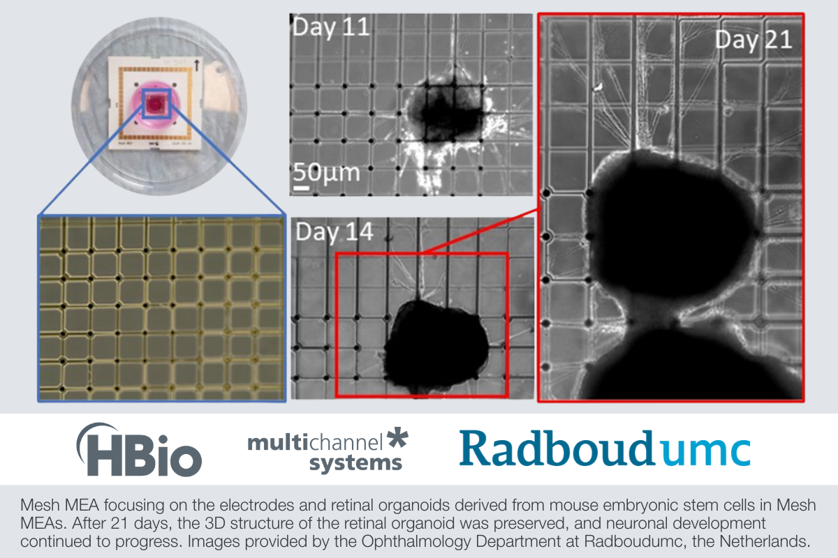 HBio & Multi Channel Systems - Mesh MEA focusing on the electrodes and retinal organoids derived from mouse embryonic stem cells in Mesh MEAs. After 21 days, the 3D structure of the retinal organoid was preserved, and neuronal development continued to progress. Images provided by the Ophthalmology Department at Radboudumc, the Netherlands.