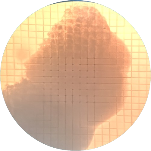 Organoid_in_Mesh-MEA-MultiChannelSystems