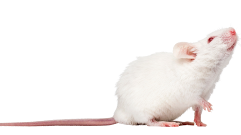 Happy 3Rs lab mouse - NAMs HBio