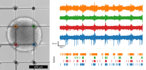 Neural spheroid on Mesh MEA