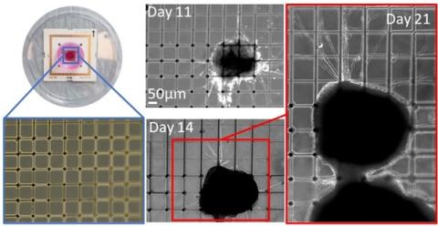 Mesh MEA focusing on the electrodes and retinal organoids derived from mouse embryonic stem cells - Multi Channel Systems