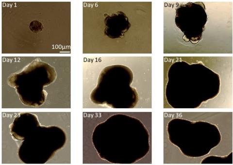 Retinal organoids derived from mouse embryonic stem cells at different developmental stages.